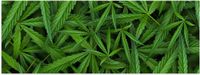 Merkloos / Sans marque Poster - Cannabis Planten - Glanzend - 90x30 cm
