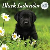 Magnet & Steel Labrador Retriever Zwart Kalender 2027 Deluxe Wandkalender
