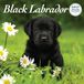Magnet & Steel Labrador Retriever Zwart Kalender 2027 Deluxe Wandkalender