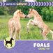 Foals Libri GmbH 21st Century Beginning Library: Watch Me Grow!- Foals Grow Up