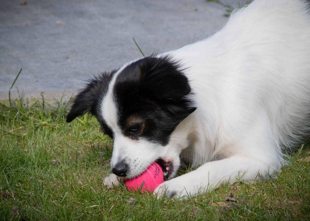 Dog Comets Ball Stardust Roze M 2-pack | Hondenbal | Rubber