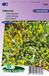 Sluis garden Vetkruid (Sedum) - Mix - Bodembedekkers - Groenblijvend - bloeit in Juli / Augustus / September