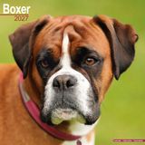 Avonside Boxer Kalender 2027 Wandkalender Dieren Bruin Roze Wit Zwart
