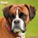 Avonside Boxer Kalender 2027 Wandkalender Dieren Bruin Roze Wit Zwart