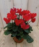 Warentuin Natuurlijk Cyclaam rood (3 stuks)