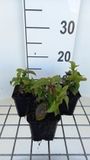 GRDplanten Groendecor Tuinarchitectuur 6x Chelonopsis - Chelonopsis moschata | 9x9 cm pot