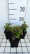 GRDplanten Groendecor Tuinarchitectuur 6x Chelonopsis - Chelonopsis moschata | 9x9 cm pot