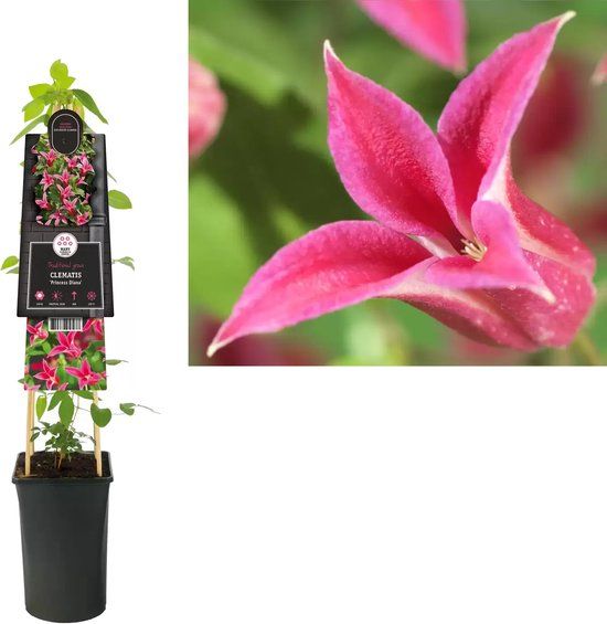 KLIMPLANT CLEMATIS PRINCESS DIANA - ROZE BOSRANK