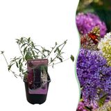 Green boutiQ - Vlinderstruik - Buddleja davidii Tricolour - Bloem Roze, Wit en Paars - 1 Plant - Bladverliezend - Vlinderlokkend - Pot 17cm Hoogte 30cm