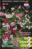 Sluis Garden - Géranium de jardin Summertime F1 (Géranium suspendu)