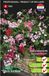 Sluis Garden - Tuingeranium Summertime F1 (Hanggeranium)