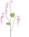 Erutan avon Dicentra spray pink 96 cm