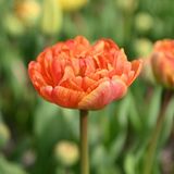 InVolleBloei Tulpenbollen 'Sunlover' – 30 stuks – Geel-Oranje Dubbele Tulpen