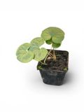 GRDplanten Mansoor 6x Asarum europaeum | 9x9 cm pot