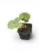 GRDplanten Mansoor 6x Asarum europaeum | 9x9 cm pot