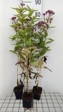 GRDplanten Groendecor Tuinarchitectuur 6x Leverkruid - Eupatorium dub. Baby Joe' | 9x9 cm pot