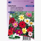 Sluis Garden Dahlia Piccolo Mix