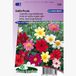 Sluis Garden Dahlia Piccolo Mix