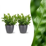 Green boutiQ Asplenium Crispy Wave - 2 Planten - Pot 12cm - Hoogte 30cm