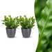 Green boutiQ Asplenium Crispy Wave - 2 Planten - Pot 12cm - Hoogte 30cm