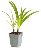 Griffioen - Agapanthus 'Enigma'