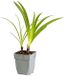 Griffioen - Agapanthus 'Enigma'