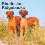 Rhodesian BrownTrout Publishers Rhodesian Ridgebacks - Rhodesian Ridgeback 2027 - 16-Monatskalender