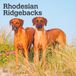 Rhodesian BrownTrout Publishers Rhodesian Ridgebacks - Rhodesian Ridgeback 2027 - 16-Monatskalender