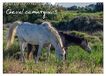 Cheval Calvendo Cheval camarguais (Calendrier mural 2027 DIN A3 vertical)