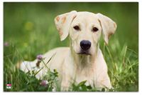 VELOFLEX - Bureaumat 40 x 60 cm Hond