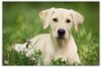 VELOFLEX - Bureaumat 40 x 60 cm Hond