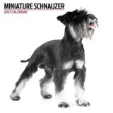 Magnet & Steel Miniatuur Schnauzer Modern Kalender 2027