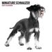 Magnet & Steel Miniatuur Schnauzer Modern Kalender 2027