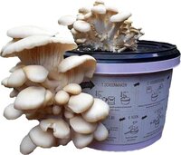 Fungi Factory Oesterzwam Kweekset - Zwart - Kunststof - 20x20x15 cm