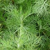 Arborix Artemisia abrotanum 6 x Citroenkruid Pot 9x9 cm - Aromatisch Grijs Blad