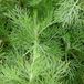 Arborix Artemisia abrotanum 6 x Citroenkruid Pot 9x9 cm - Aromatisch Grijs Blad