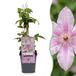 Green boutiQ - 4x Clematis Hagley Hybrid - Bosrank - Roze - Klimplant - Ø9cm - 35cm