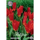 Dutch Flower Lady Scarlet Baby Kaufmannia Tulpenbollen 10 stuks Bolmaat 12+