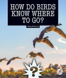 How Child's World Stride Science Mysteries- How Do Birds Know Where to Go? Hardcover