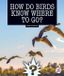 How Child's World Stride Science Mysteries- How Do Birds Know Where to Go? Hardcover