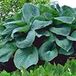 Arborix Bol 3 x Hosta 'Big Daddy' - Hartlelie pot 9x9cm