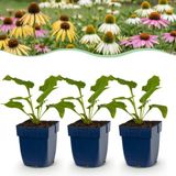 Green boutiQ - Vasteplant - Echinacea Tricolour - Zonnehoed - Bijen en Vlinderlokkers - Geel - Roze - Wit - 6 Planten - Pot 11cm - Hoogte 15-25cm