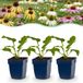 boutiQ - Vasteplant - Echinacea Tricolour - Zonnehoed - Bijen en Vlinderlokkers - Geel - Roze - Wit - 6 Planten - Pot 11cm - Hoogte 15-25cm