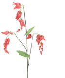 Erutan avon Dicentra spray red 96 cm