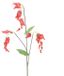 Erutan avon Dicentra spray red 96 cm