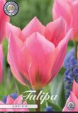 Dutch Finest Quality Tulpen Albert Heijn x7