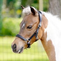 HB Showtime Lederen halster Pony - black