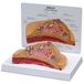 GPI Anatomicals W33351 Borstomtrek Model Section