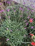 GRDplanten Groendecor Tuinarchitectuur 6x Steenraket - Erysimum 'Bowles' Mauve' | 9x9 cm pot
