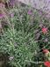 GRDplanten Groendecor Tuinarchitectuur 6x Steenraket - Erysimum 'Bowles' Mauve' | 9x9 cm pot